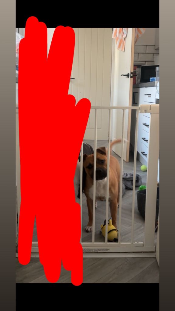 Beautiful Female Red Staffy Puppy – KC Registered