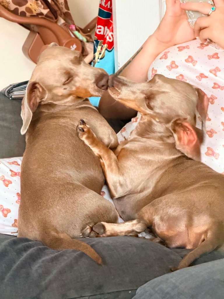 Isabella and tan puppies