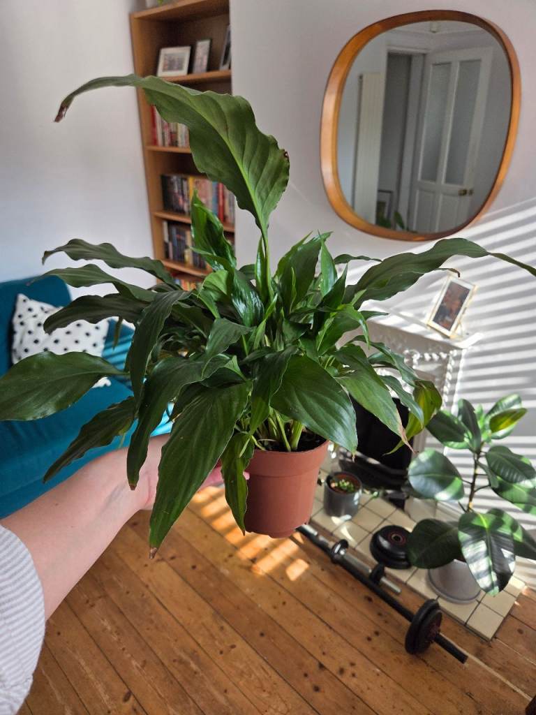 PENDING COLLECTION Free Peace Lily Plant