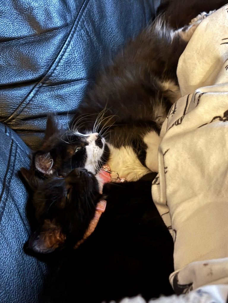 Black kitten, black and white kitten 