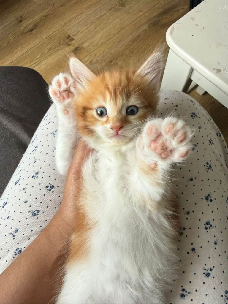 5 cute kittens 8 weeks old Norwegian kittens 