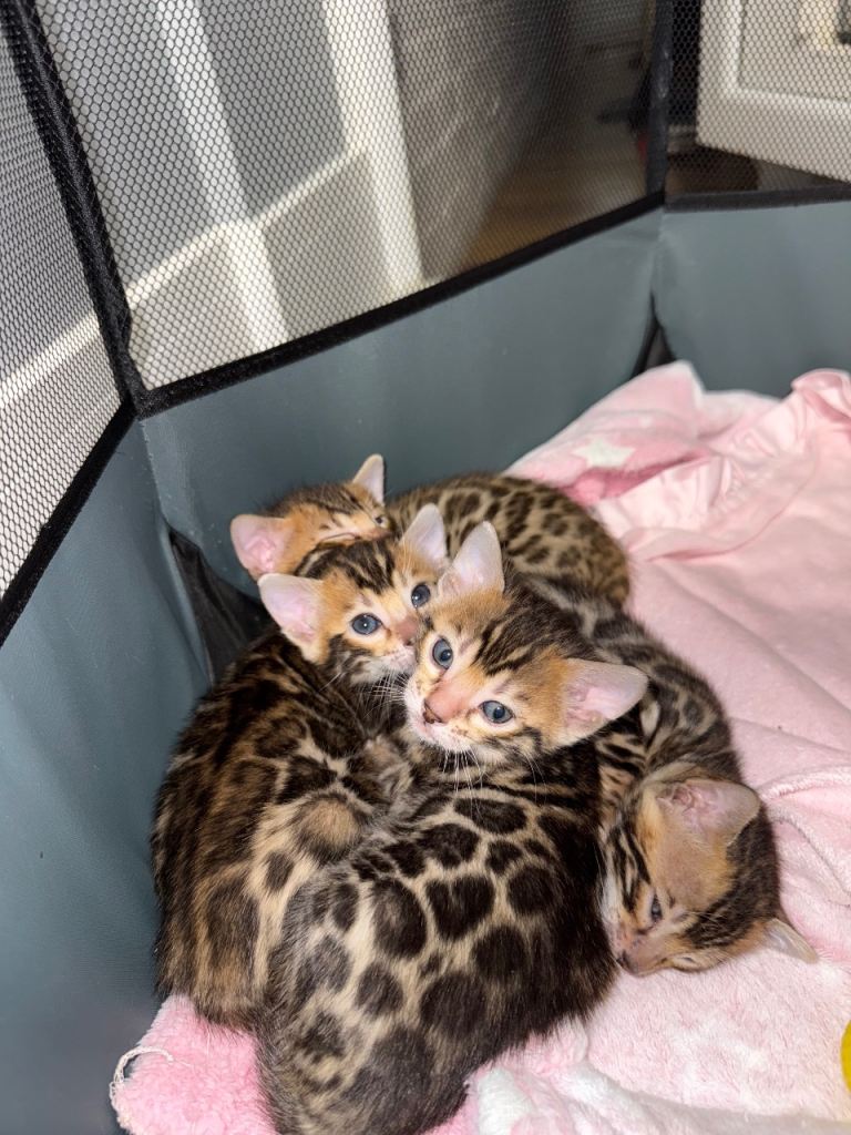 TIKA registered bengal kittens