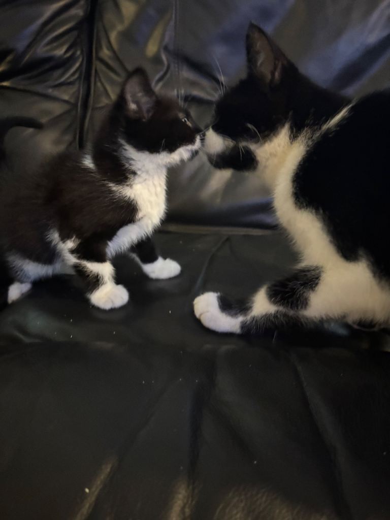 Kittens