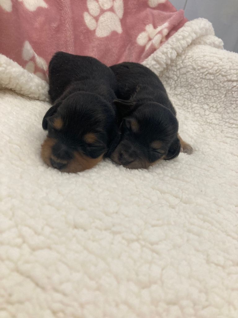 Miniature dachshund puppies 
