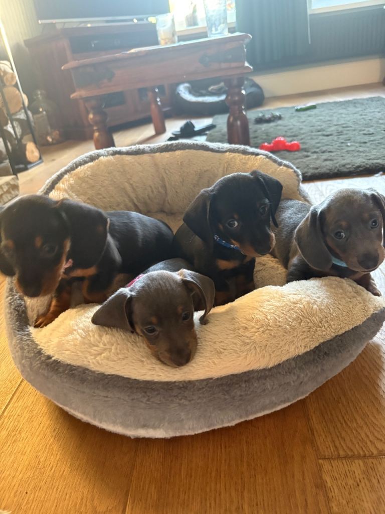 4 Beautiful smooth haired Dachshund puppies