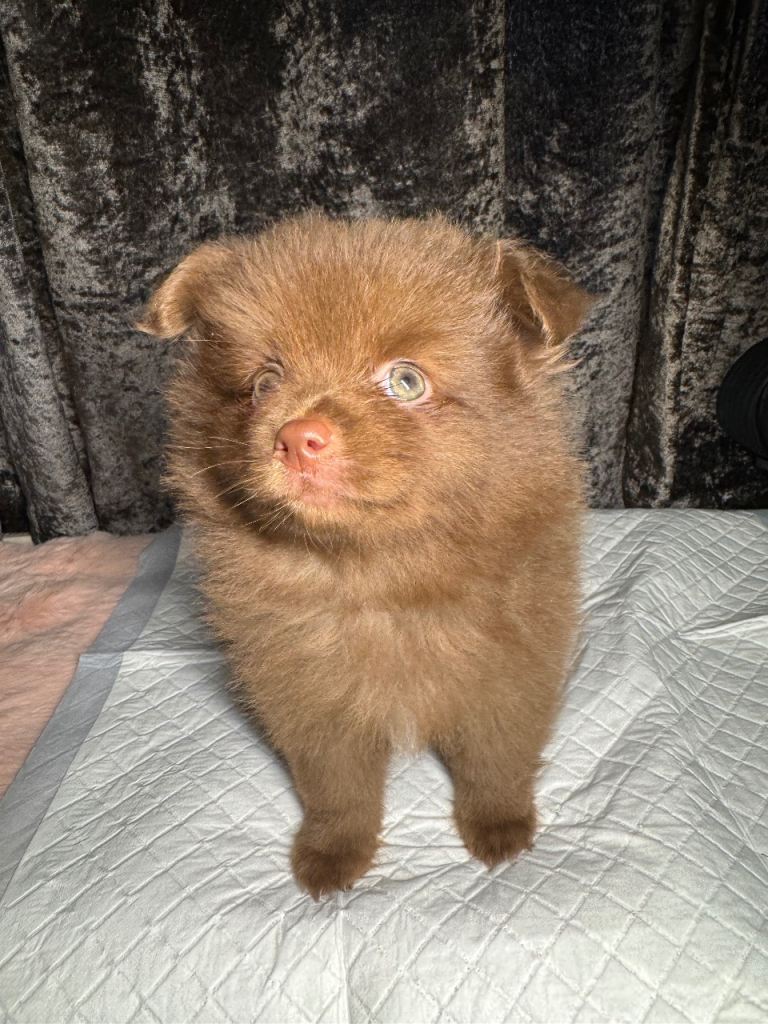 Pomeranian for sale 