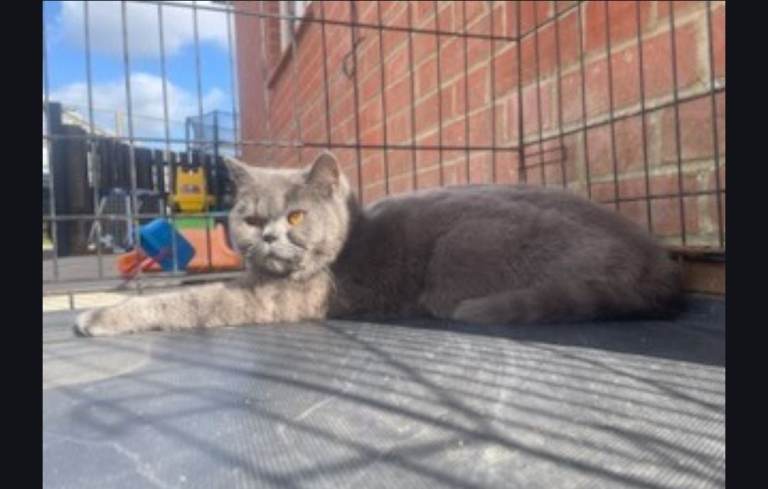 Gorgeous blue british shorthair girl