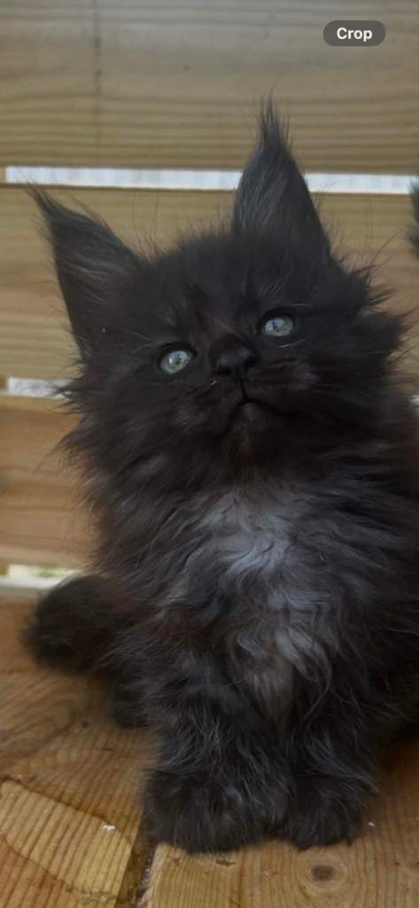 Ready now polydactyl mainecoons 