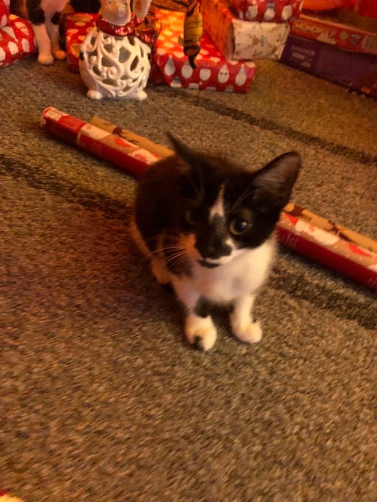 Kittens 12 weeks old 