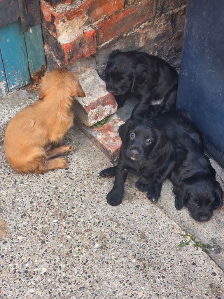Cocker spaniel 