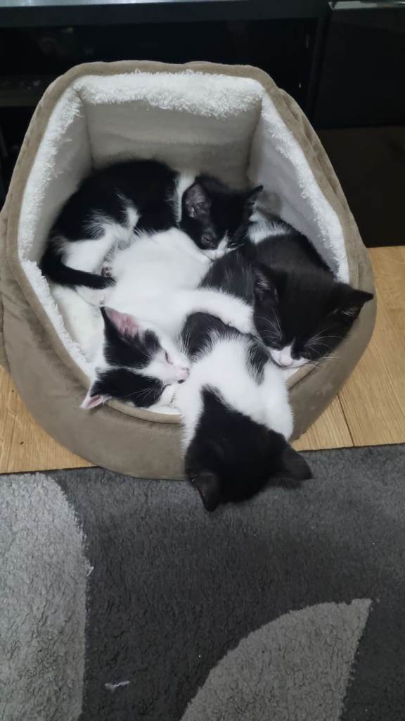 4 adorable kittens for sale - £70 each