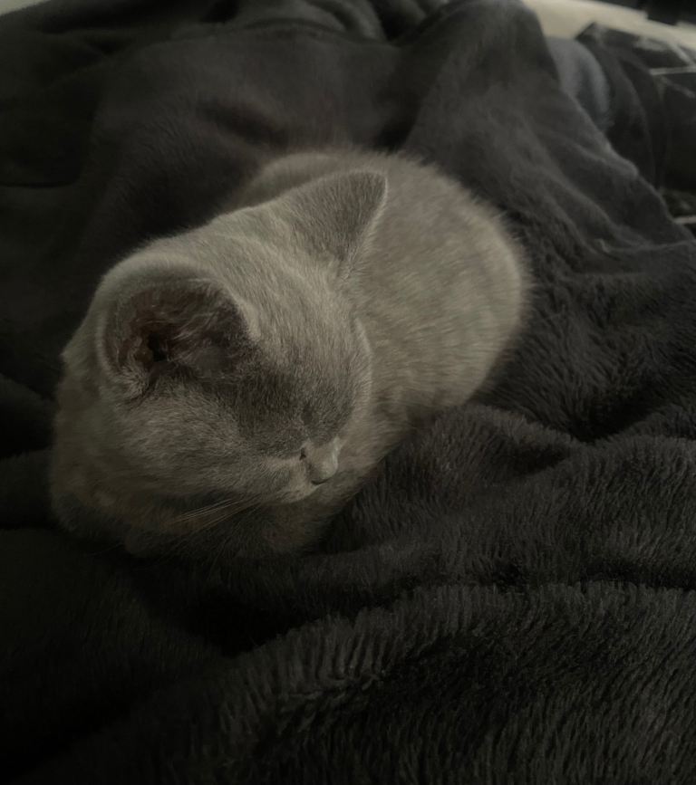 Pure grey British blue shorthair kittens
