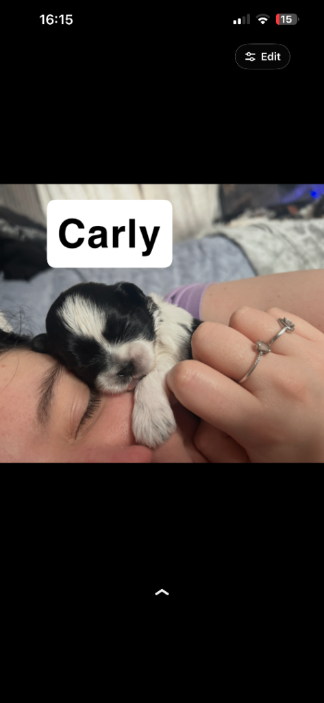 6 beautiful shichon puppies for sale 