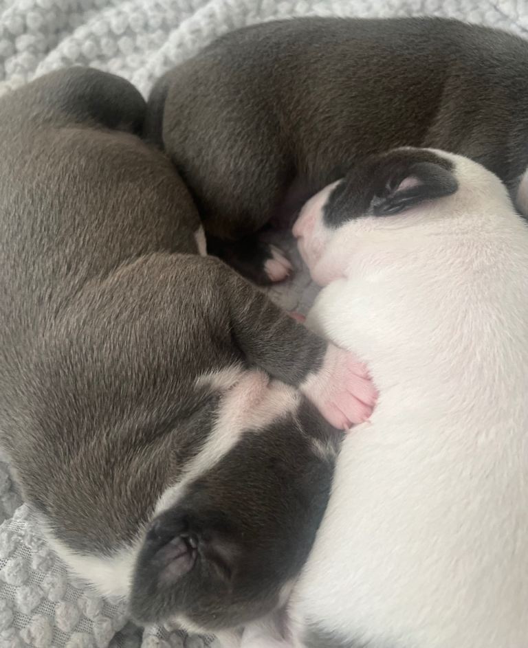 Staffordshire Bull Terrier Pup NOT KC REG