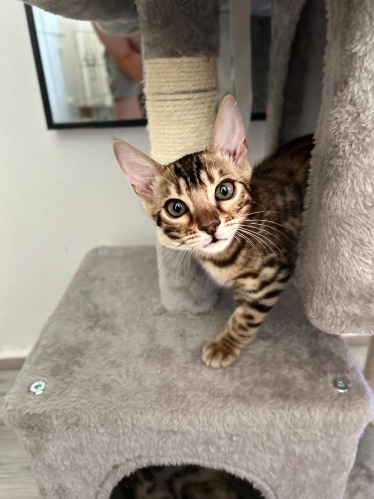 * Exceptional Pure TICA Reg Bengal Kittens