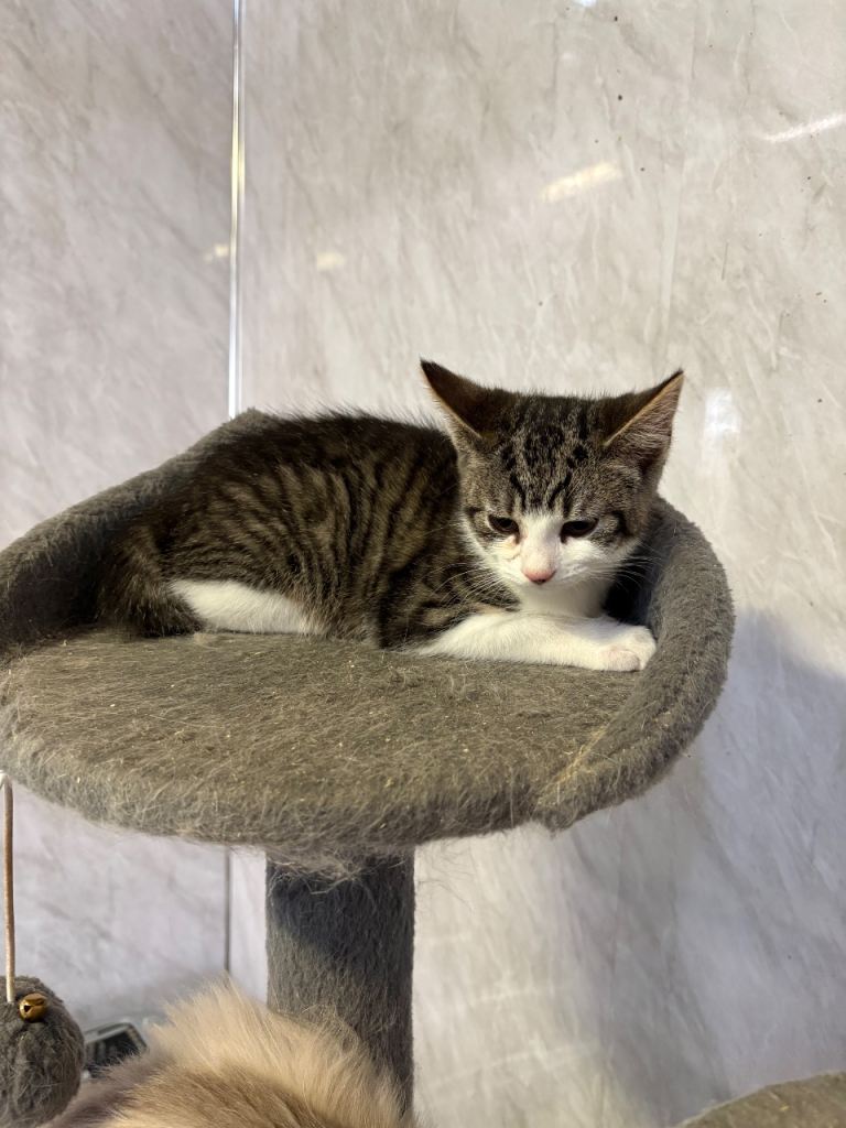 Kittens for sale 