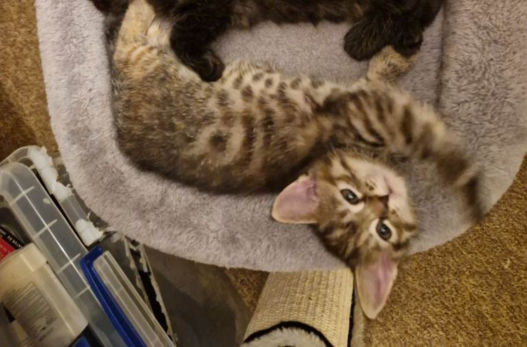 Lovely tabby half ragdoll princess