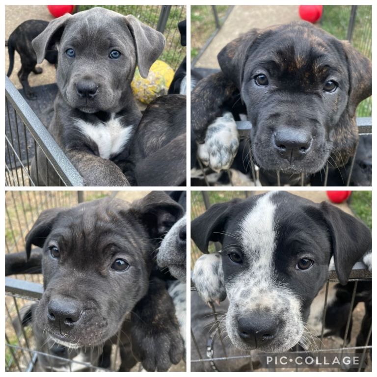 Cane Corso X Bullmastiff puppies ready today! 