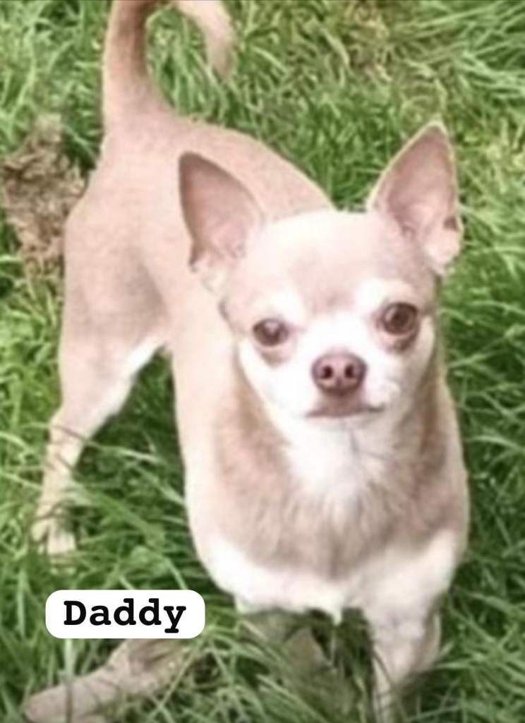 Chihuahua puppies rare colours