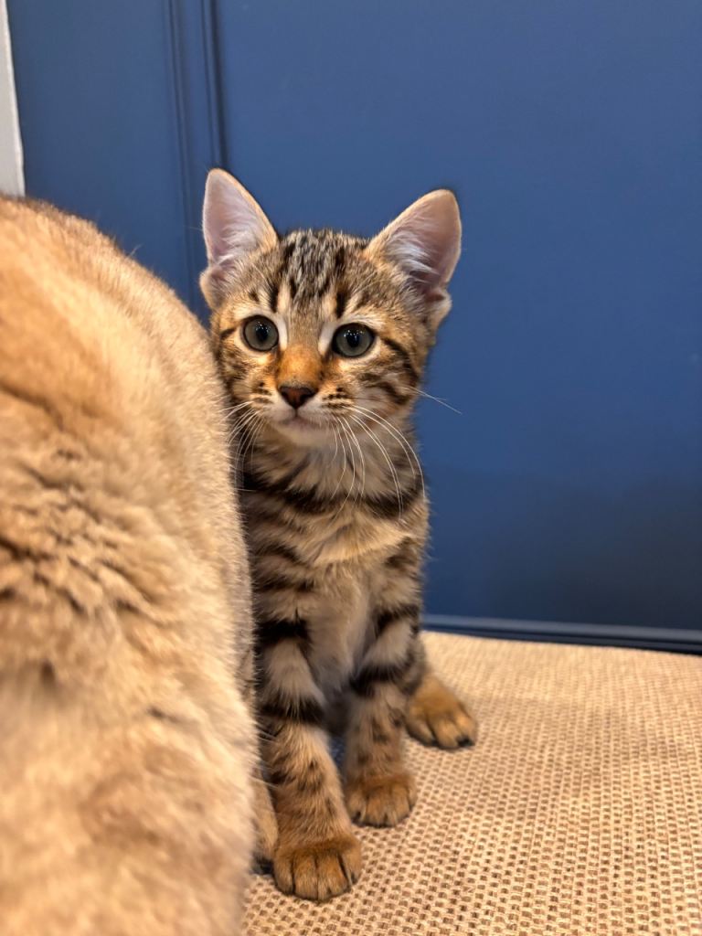 SOLD Bengal Cross Kittens Ready Now