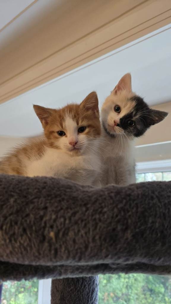 Kittens for sale