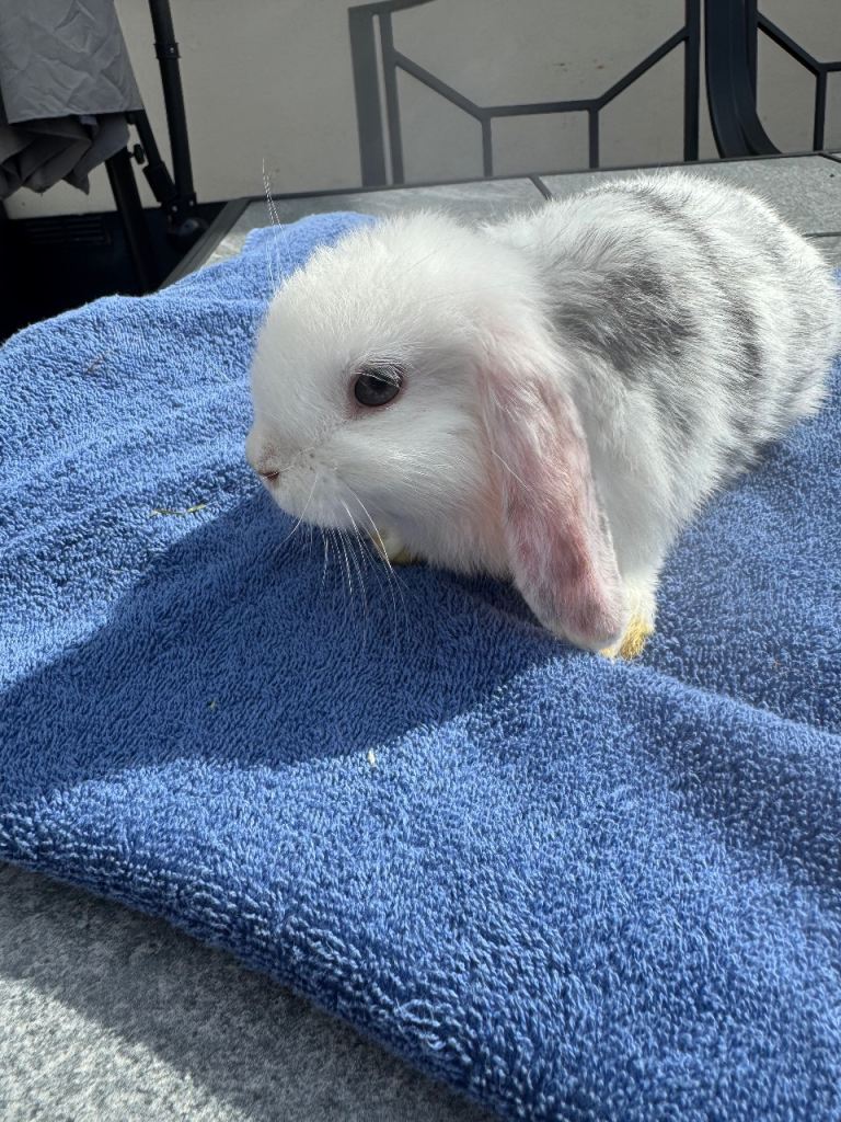 Mini lop bunny  last one left 