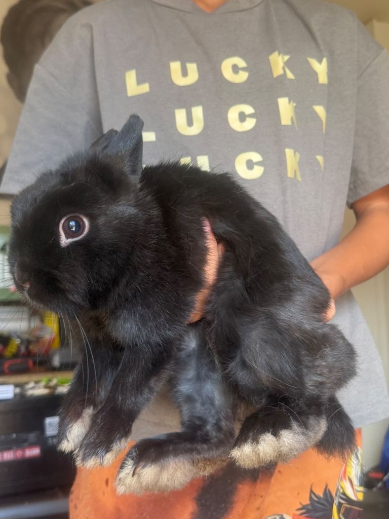 Black rabbit 