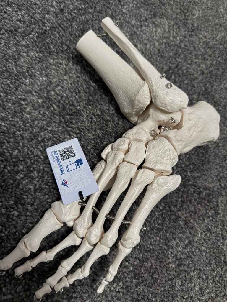 3B Scientific human foot & ankle skeleton wire mounted flexible model medical 
