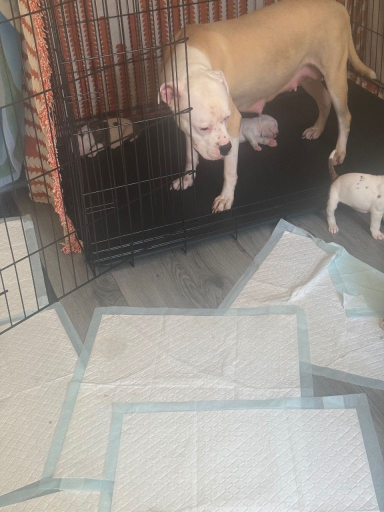 American bulldog puppies