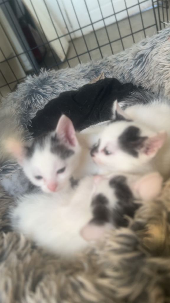 kittens ready to leave 