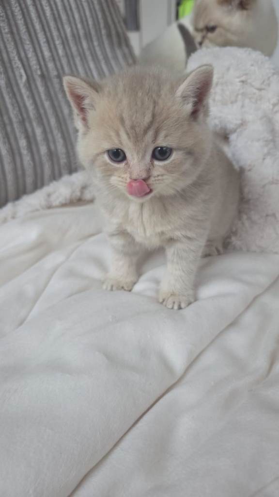 Adorable British Shorthair x Persian Kittens – 1 Boy 2 Girls