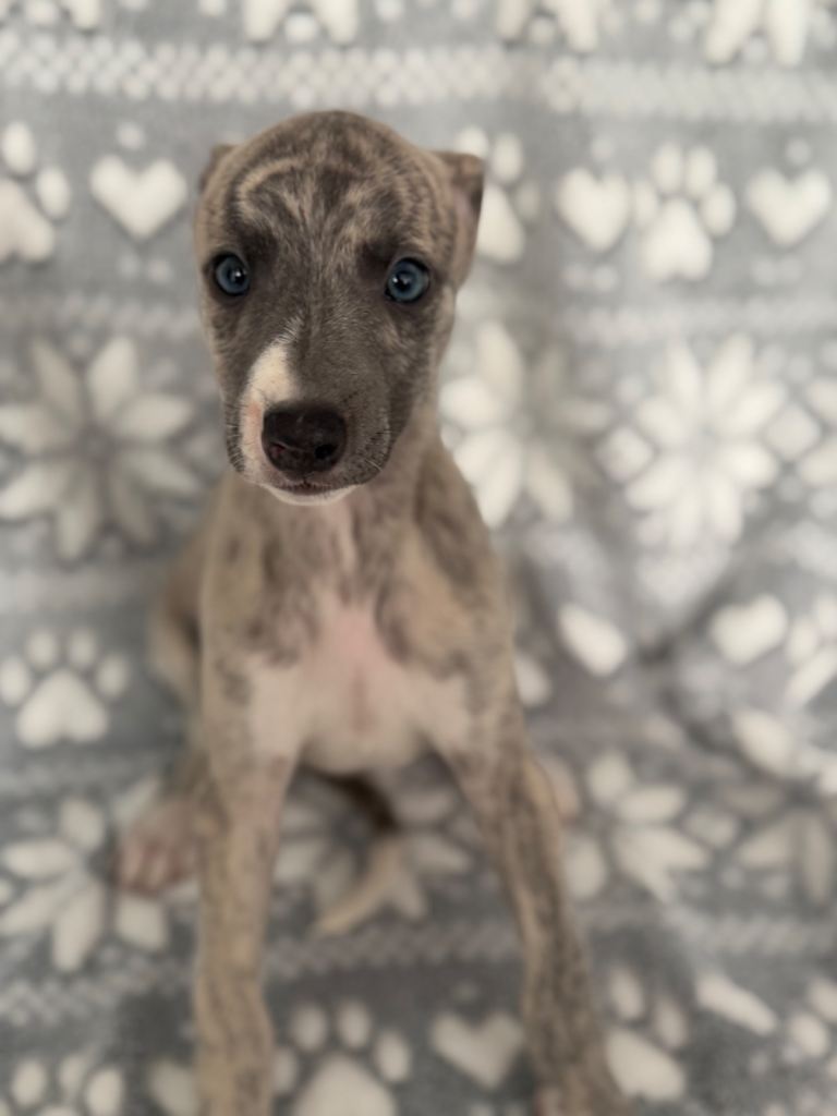 KC registered whippet puppy’s 