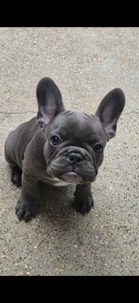 2 girls left Ready now pedigree register Blue grey French Bulldog puppies  🏡❤️