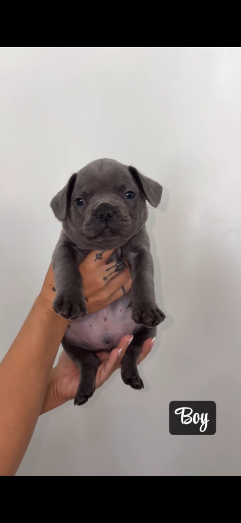 French Bulldog Puppies