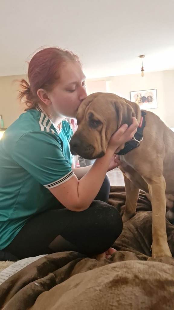 Could you be Koda's Forever Home?
