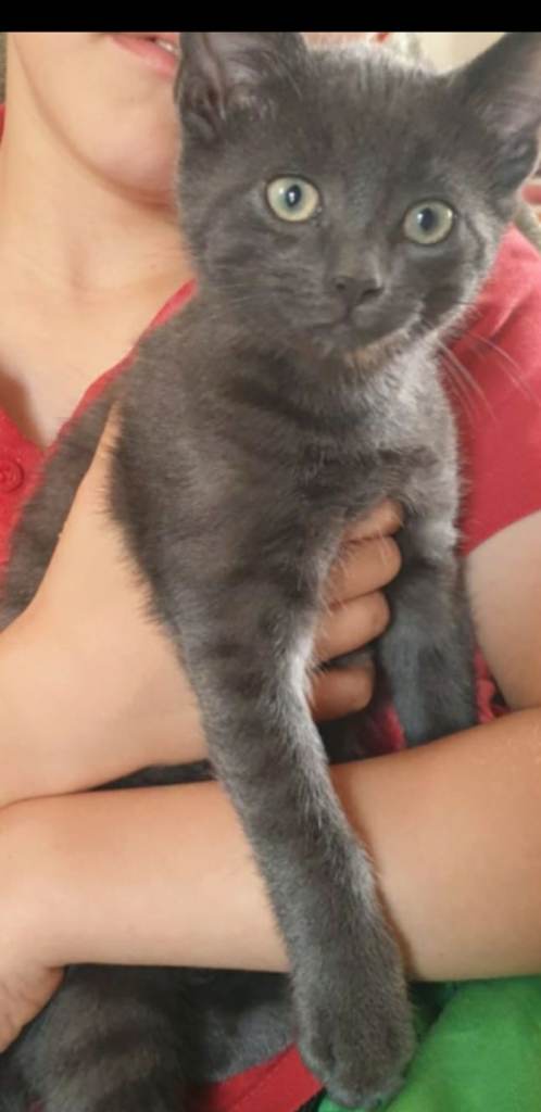 Russian blue kittens