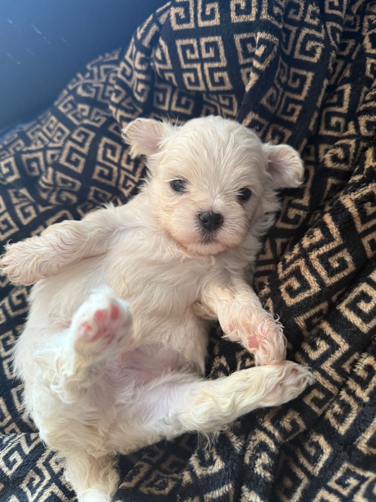 Maltese puppies 