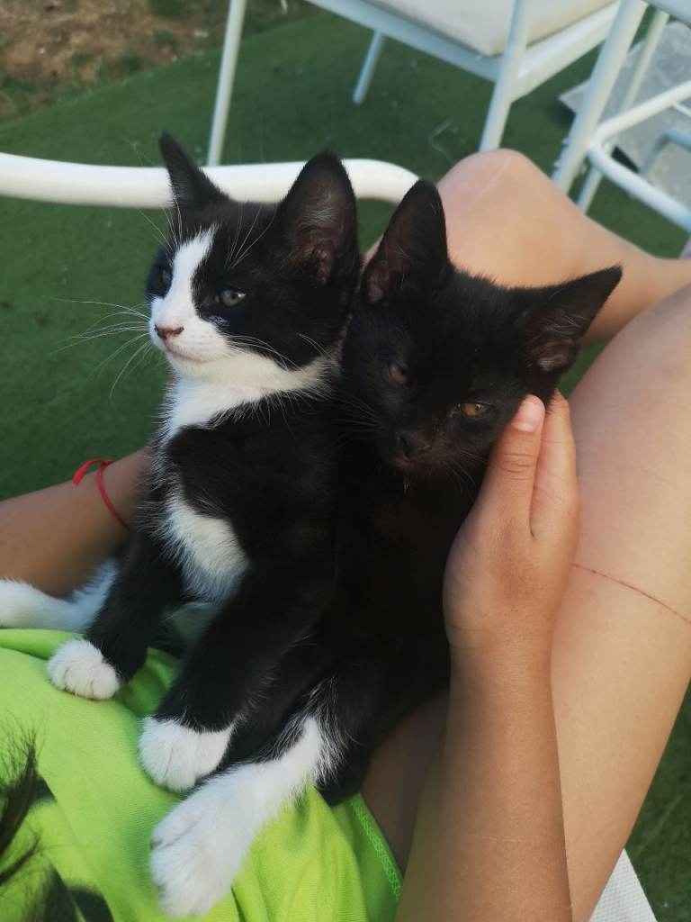 two cute kittens