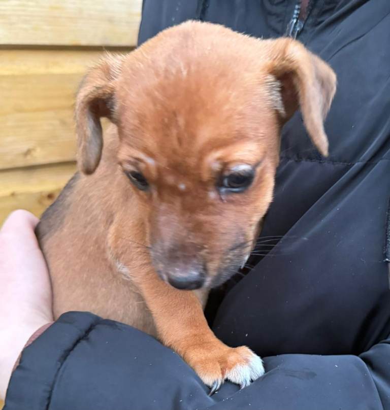 Jack Russell girl puppy