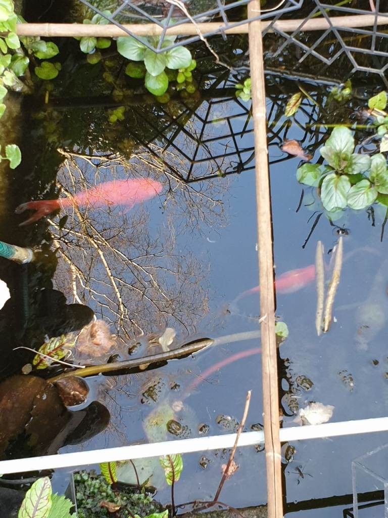 5 goldfish need new home (owner moving house)