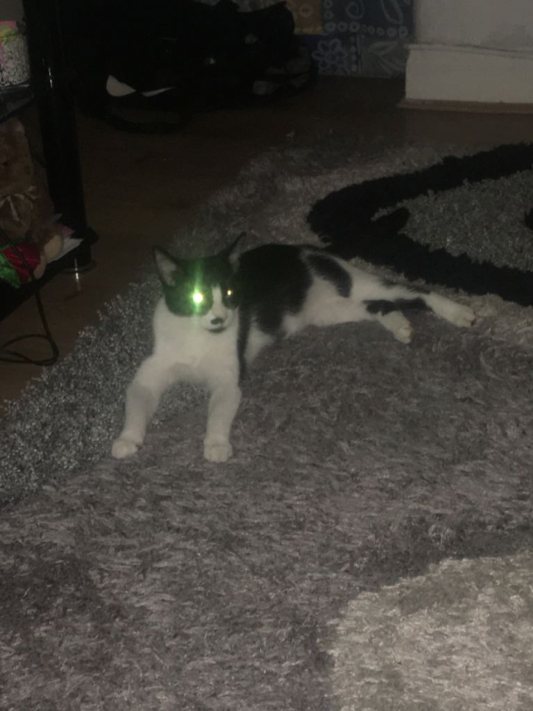 Mixed breed friendly family cat Spayed+Microchipped