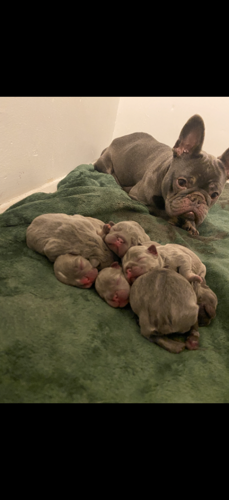 Family raised French bulldogs 