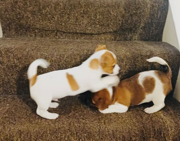 Super Cute Little Puppies 