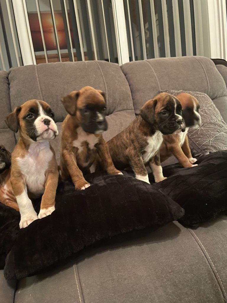 IKC Pedigree boxer puppies 