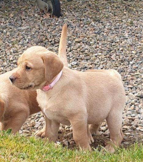 Labrador pups, yellow