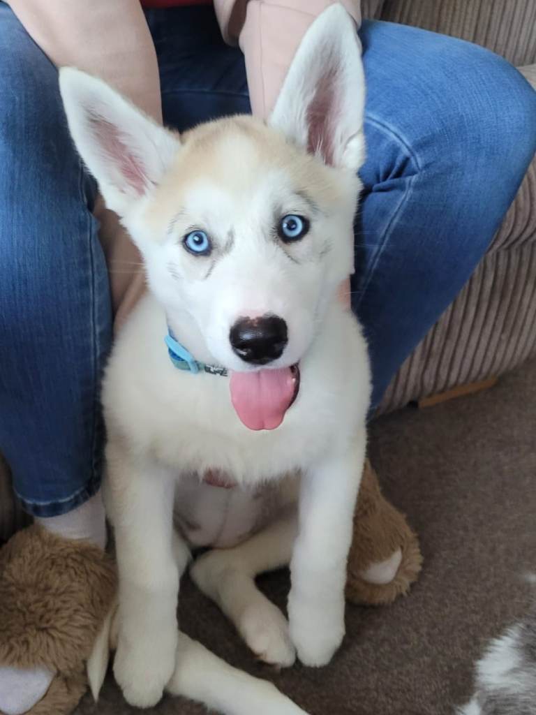1 female siberian husky puppy left