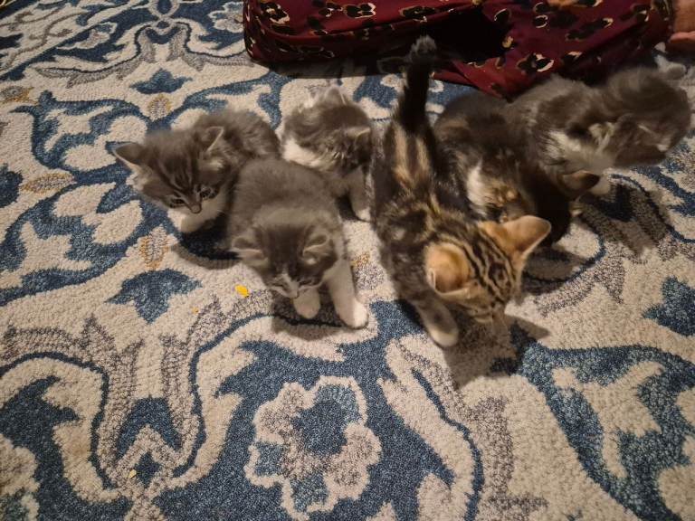 Kittens