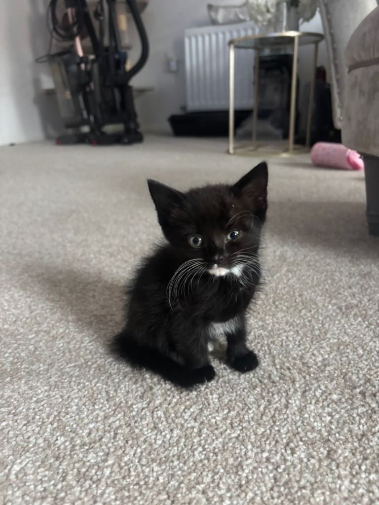 8 WEEK OLD KITTENS
