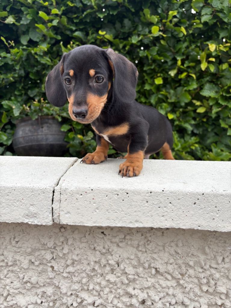 Dachshund pups