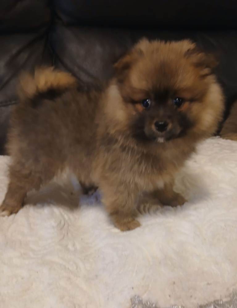 Beautiful mini Pomeranian puppies